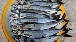 Akan Digelar 29 Juni, Ikan Ambu Akan Dipamerkan di Dapur Mandar Pamboang