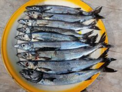Akan Digelar 29 Juni, Ikan Ambu Akan Dipamerkan di Dapur Mandar Pamboang
